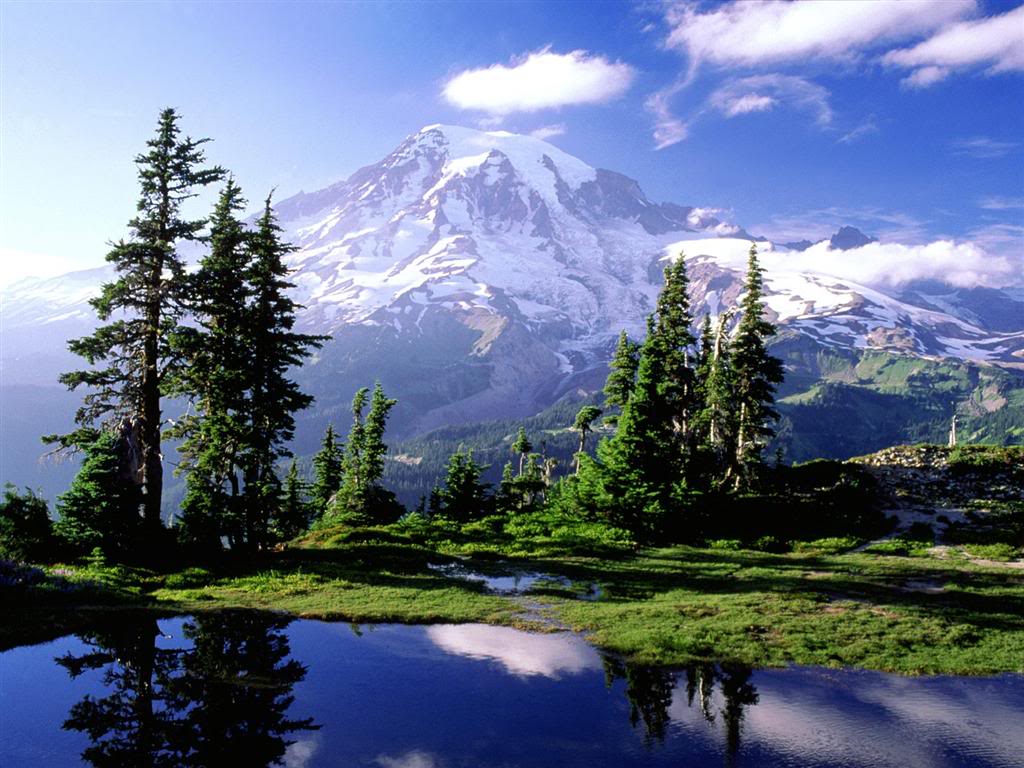 Wildflowers blooming below Mount Rainier in Washington